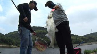 钓鱼爆料视频,视频爆料钓鱼技巧大公开  第3张